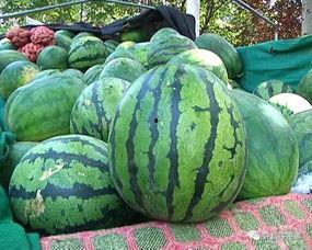 吃瓜的老八,揭秘网络红人的幕后故事