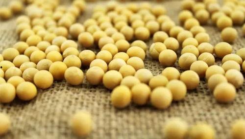 小黄豆回应吃瓜