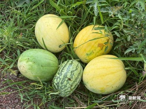 瓜姐宇宙吃瓜,揭秘娱乐圈的幕后秘密与精彩瞬间