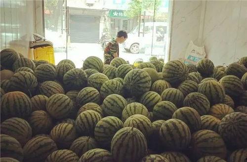 常州湖塘吃瓜,夏日吃瓜盛宴,品味清凉一夏