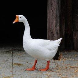 圈类吃瓜鹅,揭秘娱乐圈的趣味故事与幕后真相