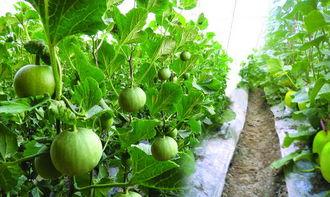 孕妇可以吃蜜露瓜吗,孕妇适宜食用蜜露瓜的益处与注意事项