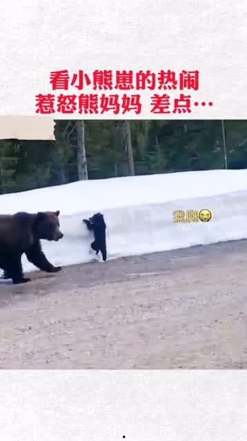 某某熊吃瓜事件,揭秘网络舆论背后的真相与反思