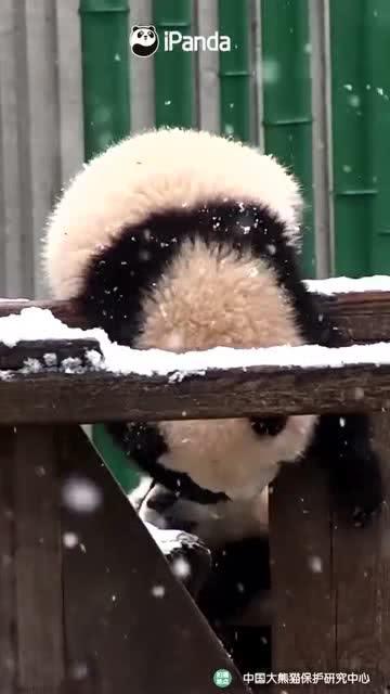 某某熊吃瓜事件,揭秘网络舆论背后的真相与反思