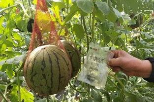 女销售房吃瓜,揭秘房产销售行业幕后趣闻