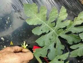 英国吃瓜小孩绿,英国小食客的奇幻食旅