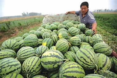 员工餐吃啥瓜,揭秘办公室里的甜蜜时光