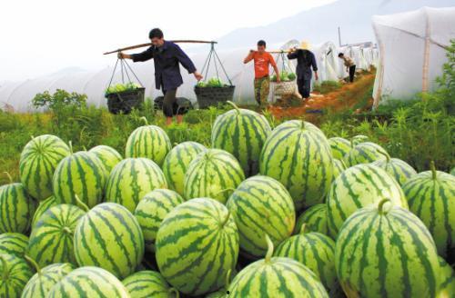 夏天吃瓜过瘾,瓜果飘香——尽享清凉解渴美味时光