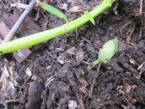 佛手瓜新鲜的能发芽吃吗,能否食用揭秘