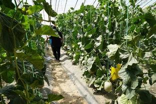 鹤峰城建吃瓜视频