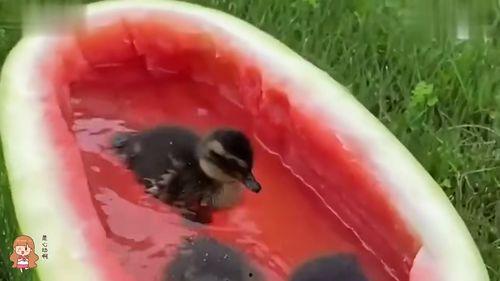 爆料吃瓜鸭鸭,吃瓜鸭鸭带你探秘爆料背后的真相