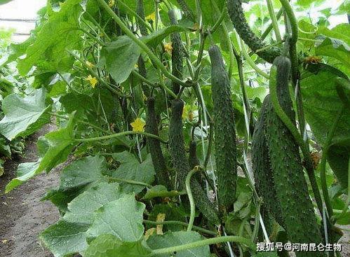 吃瓜长瓜了该下什么肥料,揭秘“吃瓜长瓜”背后的肥料奥秘